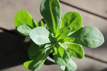 Purslane