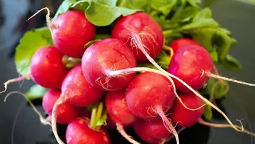 Radish