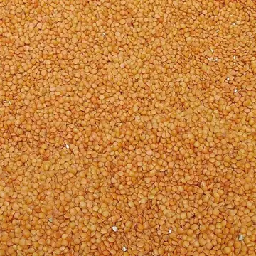 Red lentil