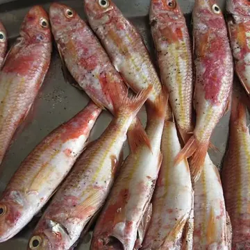 Red mullet