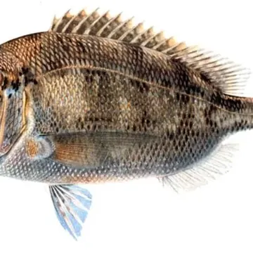Sea bream