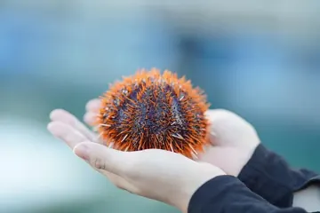 Sea urchin