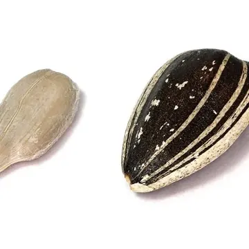 Sunflower seed