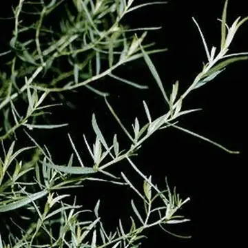 Tarragon