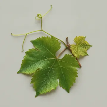 Hoja de parra