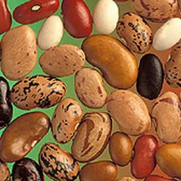 White bean