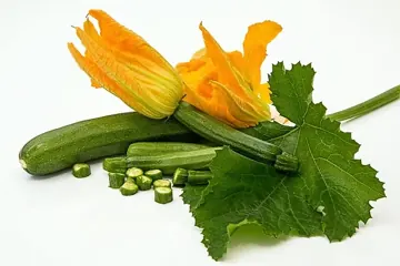 Zucchini flower